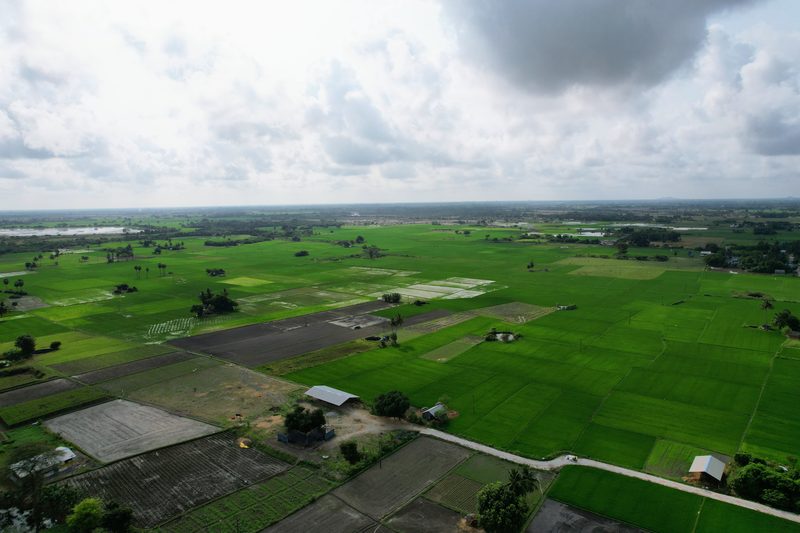Aerial drone photo, paddy fields